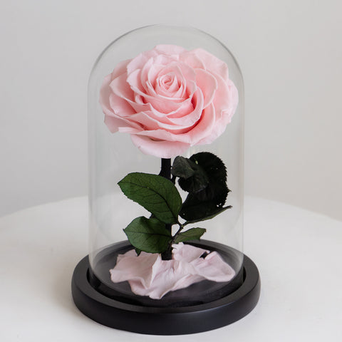The Forever Rose